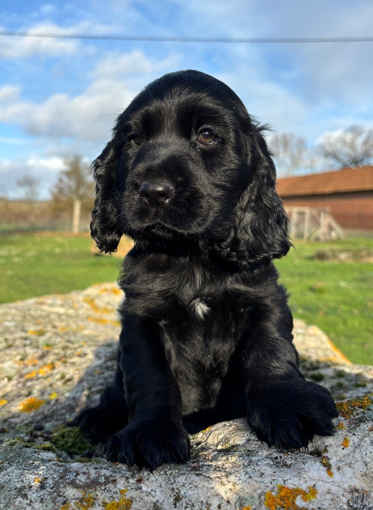 Sunset D'hell - Chiot disponible  - Cocker Spaniel Anglais