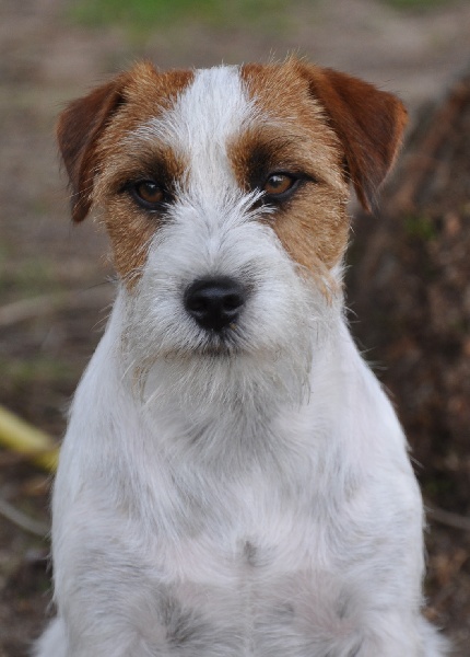 Les Jack Russell Terrier de l'affixe Sunset D'hell