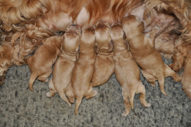 Sunset D'hell - A réserver chiots rouges