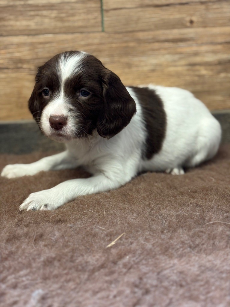 Sunset D'hell - Chiot disponible  - English Springer Spaniel