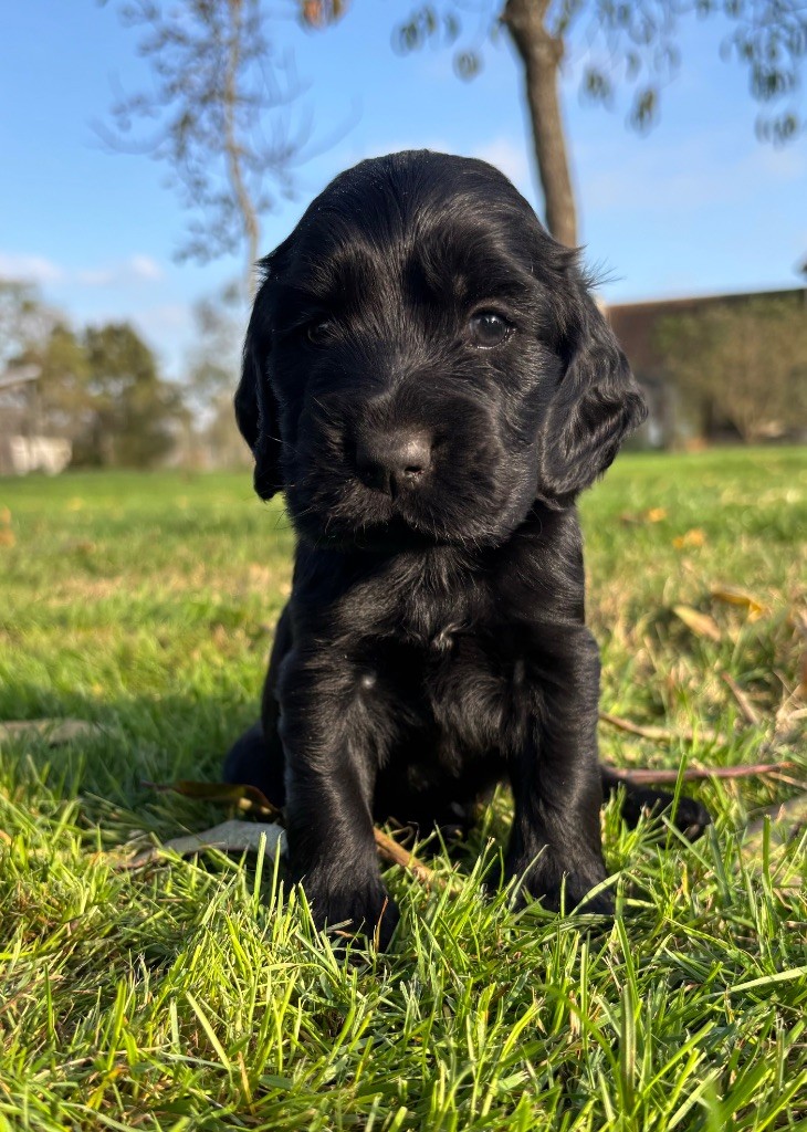 Sunset D'hell - Chiot disponible  - Cocker Spaniel Anglais