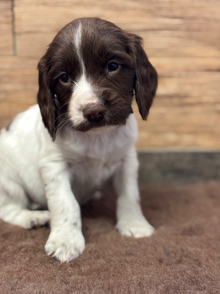 Sunset D'hell - Chiot disponible  - English Springer Spaniel