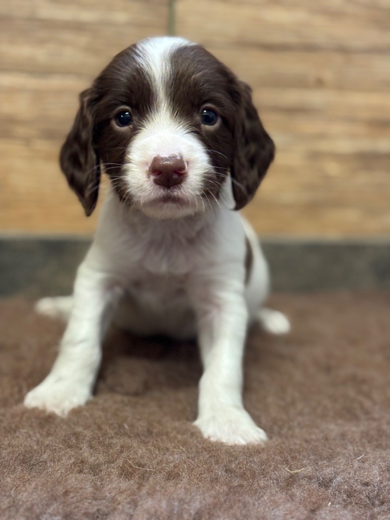 Sunset D'hell - Chiot disponible  - English Springer Spaniel