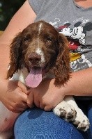 Sunset D'hell - English Springer Spaniel - Portée née le 08/03/2019