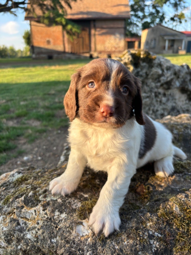 chiot English Springer Spaniel Sunset D'hell