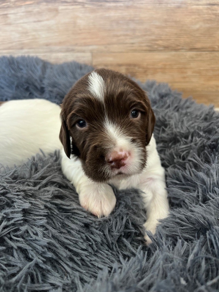 Sunset D'hell - Chiot disponible  - English Springer Spaniel