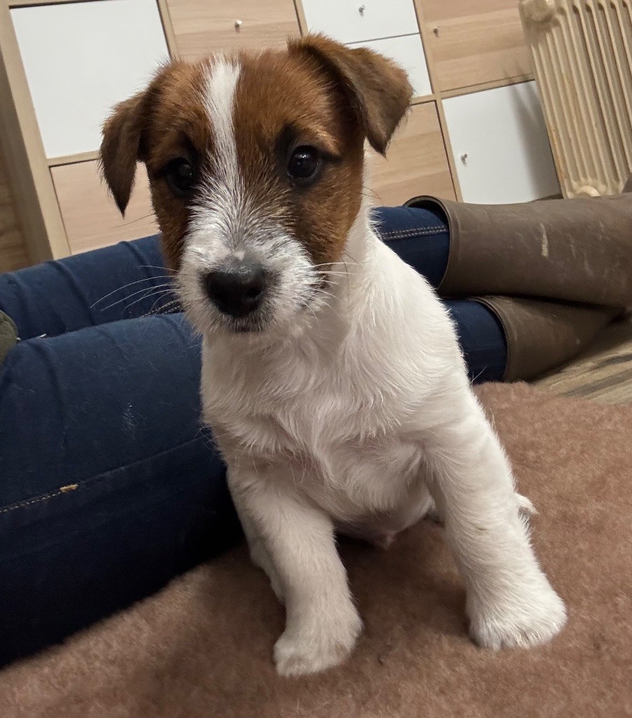 Sunset D'hell - Chiot disponible  - Jack Russell Terrier