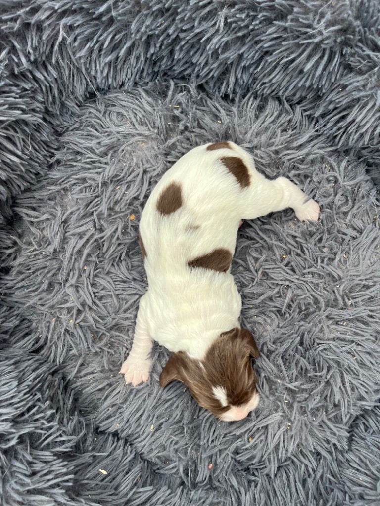 Sunset D'hell - Chiot disponible  - English Springer Spaniel