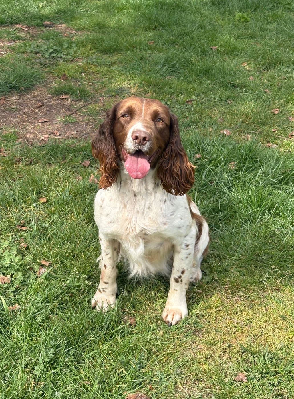 Sunset D'hell Tacotac