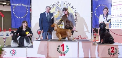 Sunset D'hell - Exposition Paris Dog Show