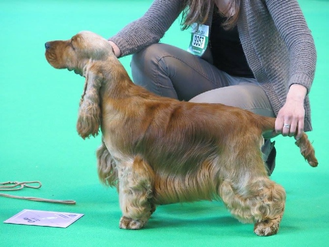 Sunset D'hell - Crufts 2016