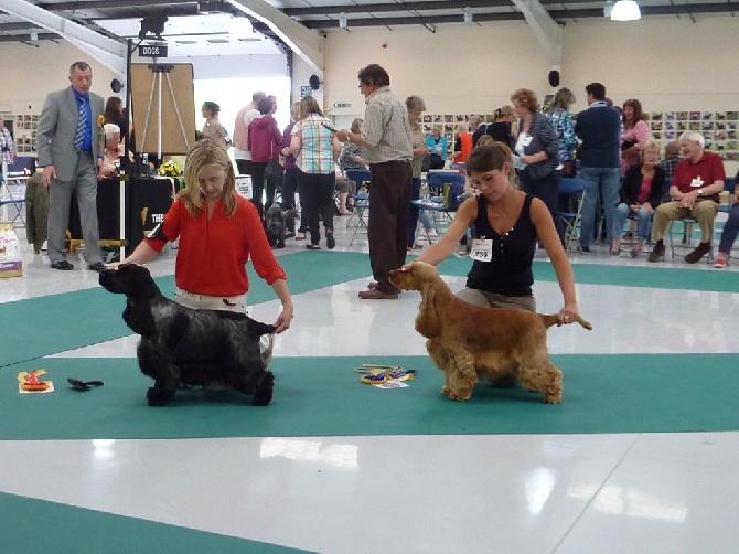 Sunset D'hell - MALVERN 2015 championnat du cocker spaniel club