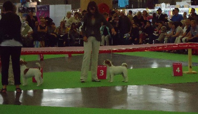 Sunset D'hell - World Dog Show