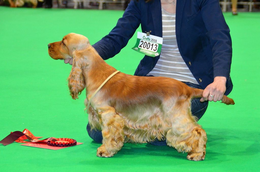 Sunset D'hell - Crufts 2018