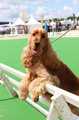 Sunset D'hell - Game Fair 2016