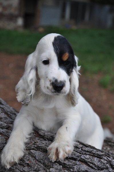 Chiots