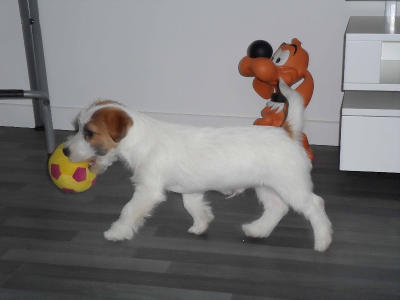 Nouvelles des chiots