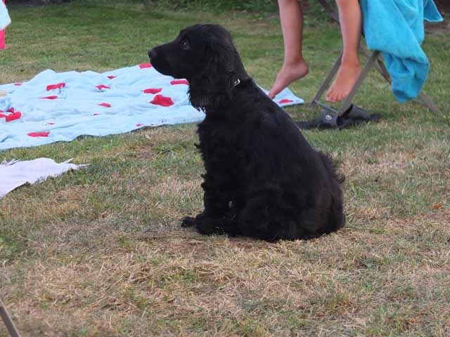 Nouvelles des chiots