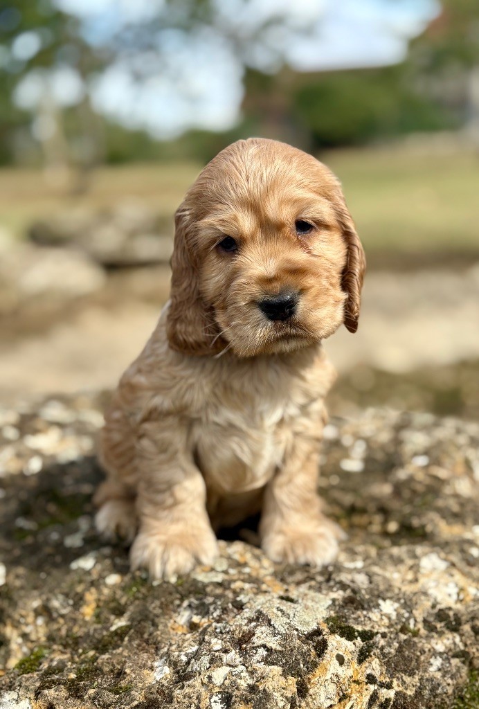 Sunset D'hell - Chiots disponibles - Cocker Spaniel Anglais