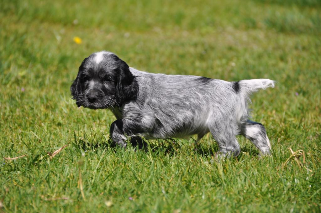 Sunset D'hell - Cocker Spaniel Anglais - Portée née le 19/03/2017