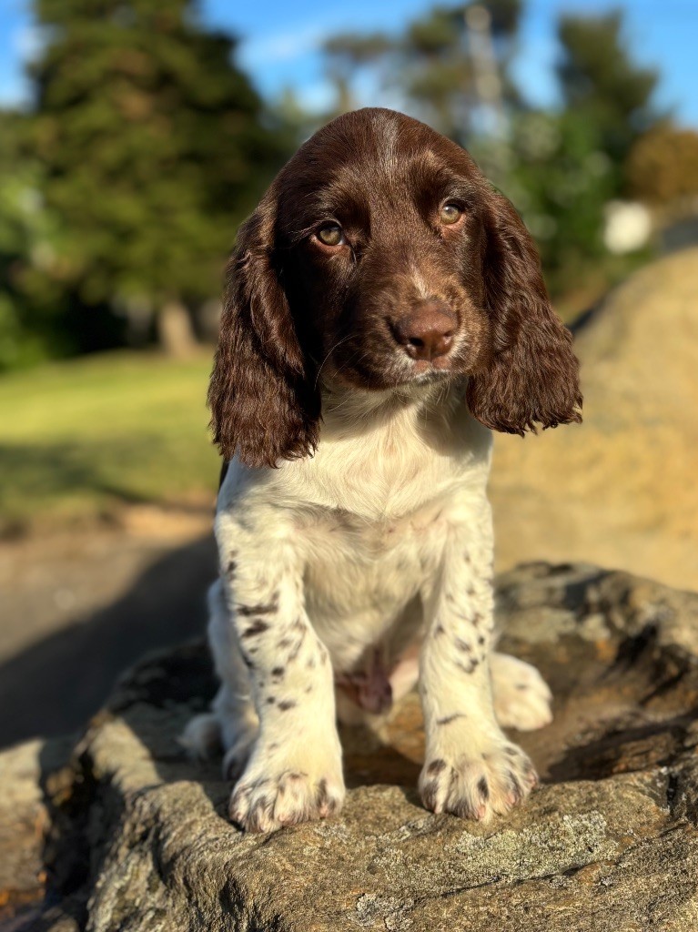 Sunset D'hell - Chiots disponibles - English Springer Spaniel