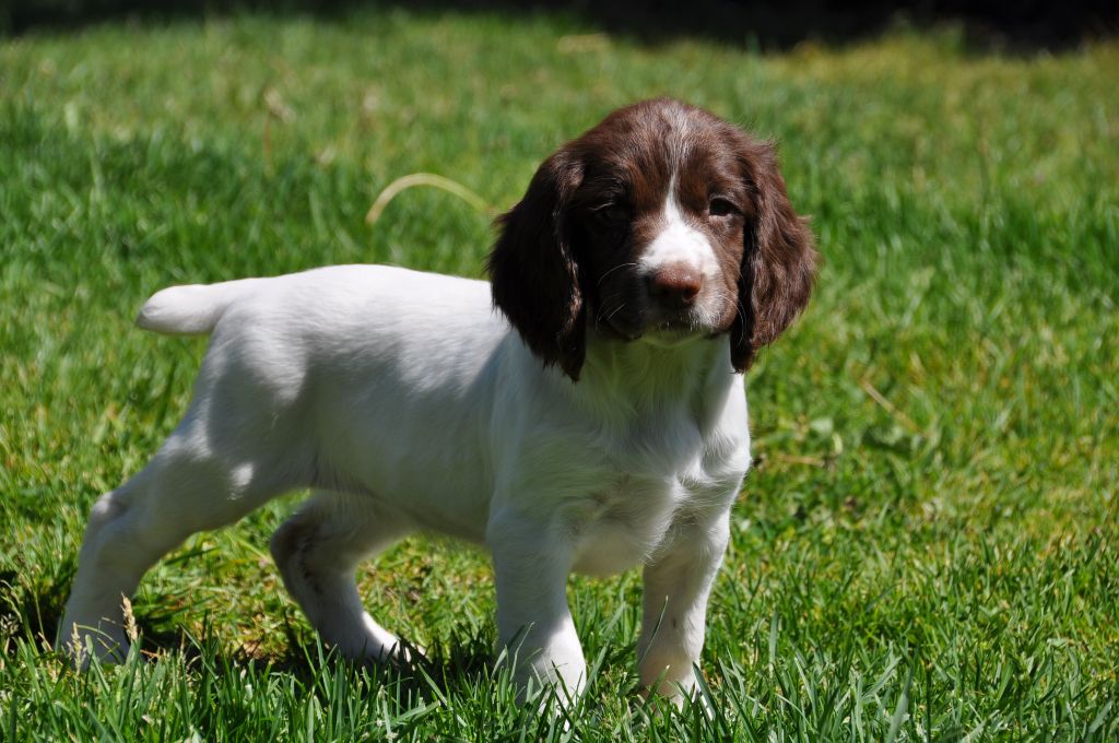 Chiot English Springer Spaniel Sunset D'hell