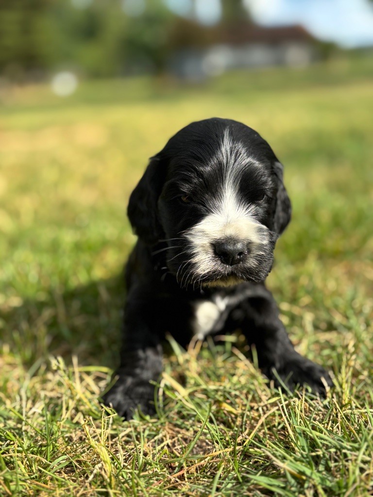 Sunset D'hell - Chiots disponibles - Cocker Spaniel Anglais