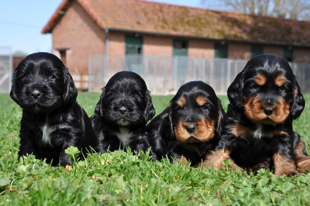 Chiot Cocker Spaniel Anglais Sunset D'hell