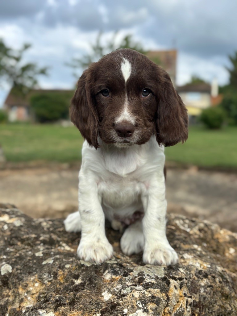 Sunset D'hell - Chiots disponibles - English Springer Spaniel