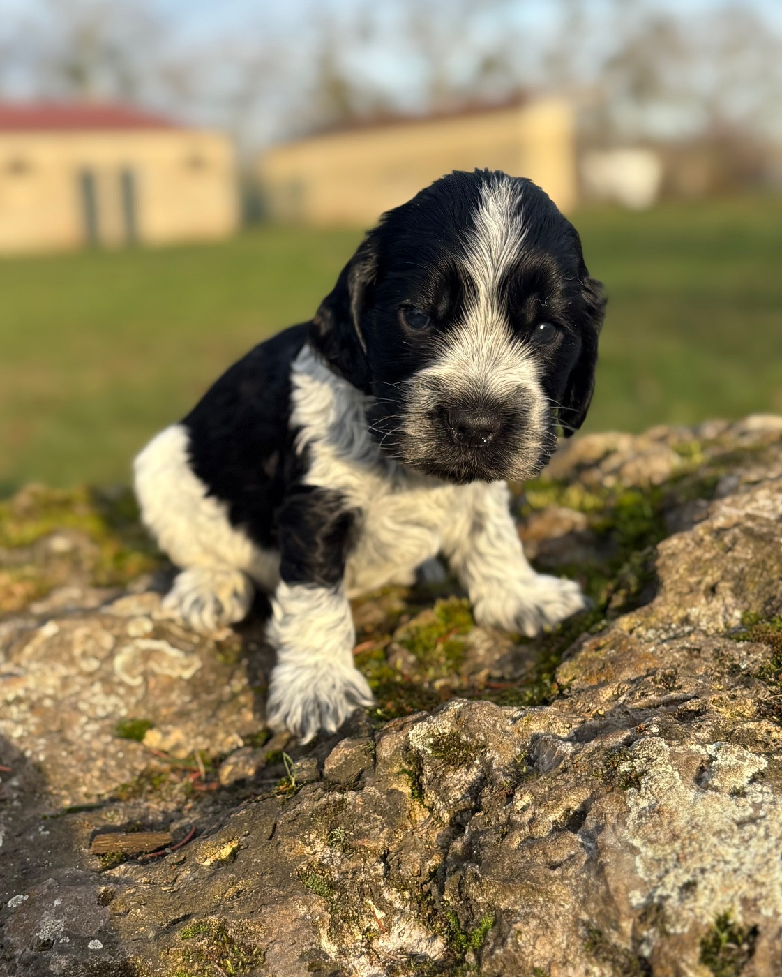 Sunset D'hell - Chiots disponibles - Cocker Spaniel Anglais