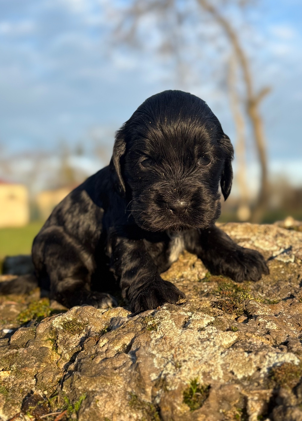 Sunset D'hell - Chiots disponibles - Cocker Spaniel Anglais