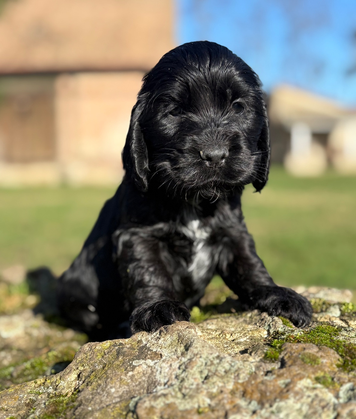 Sunset D'hell - Chiots disponibles - Cocker Spaniel Anglais