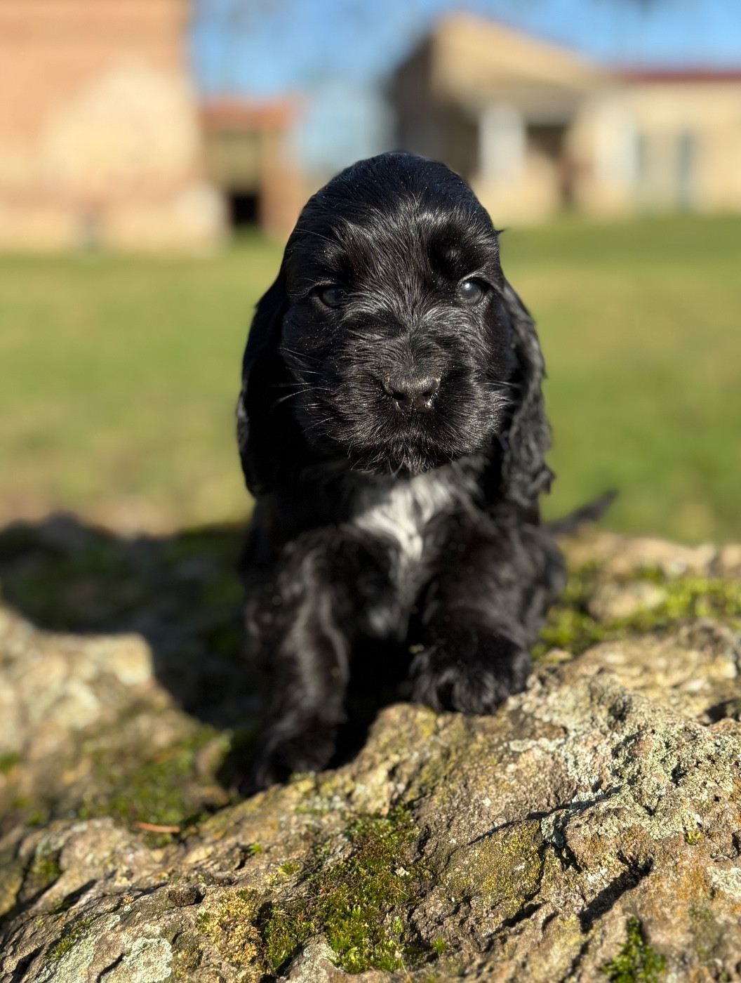 Sunset D'hell - Chiots disponibles - Cocker Spaniel Anglais