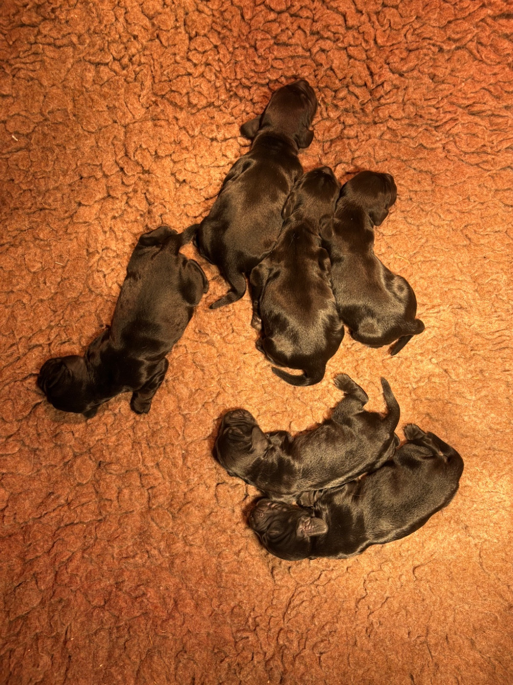 Sunset D'hell - Cocker Spaniel Anglais - Portée née le 22/02/2026