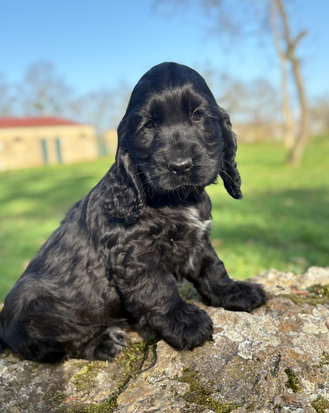 Sunset D'hell - Chiots disponibles - Cocker Spaniel Anglais