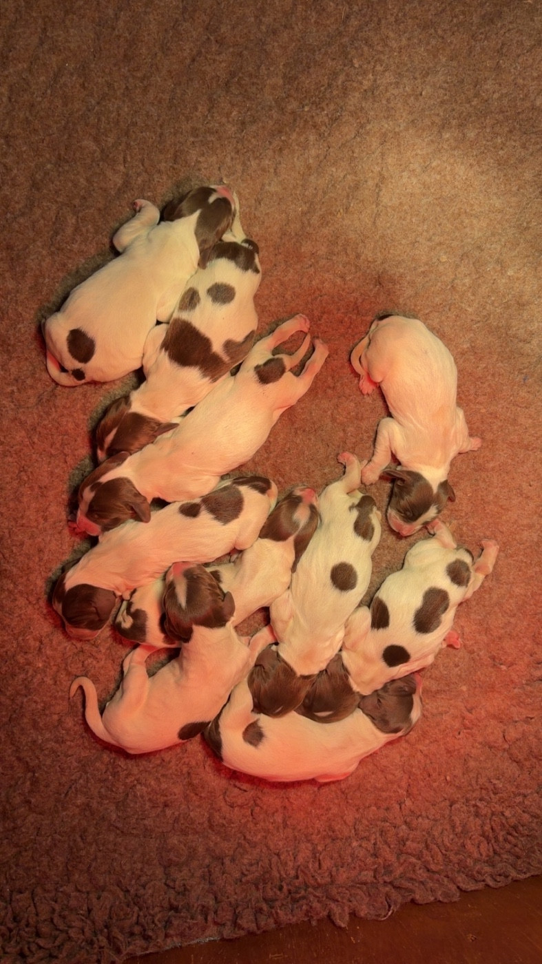 Chiot English Springer Spaniel Sunset D'hell