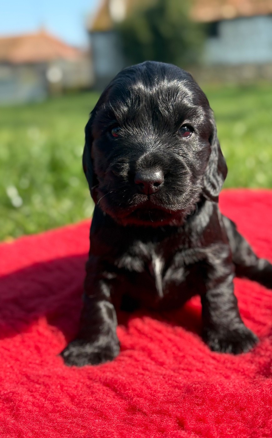 Sunset D'hell - Chiots disponibles - Cocker Spaniel Anglais