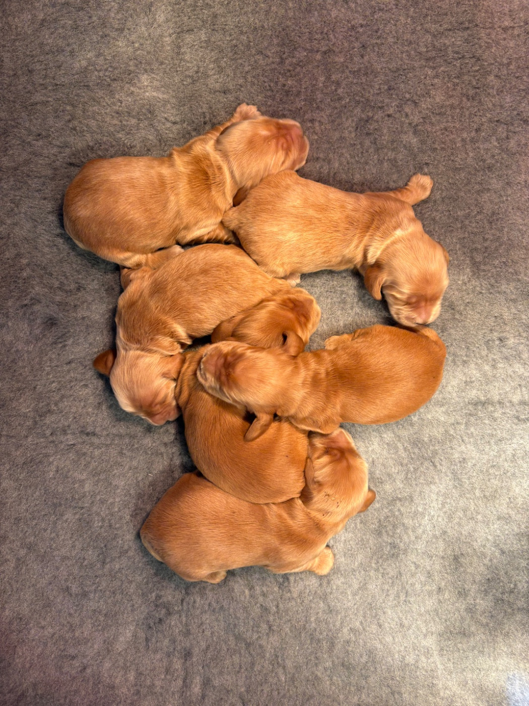 Sunset D'hell - Cocker Spaniel Anglais - Portée née le 14/03/2026