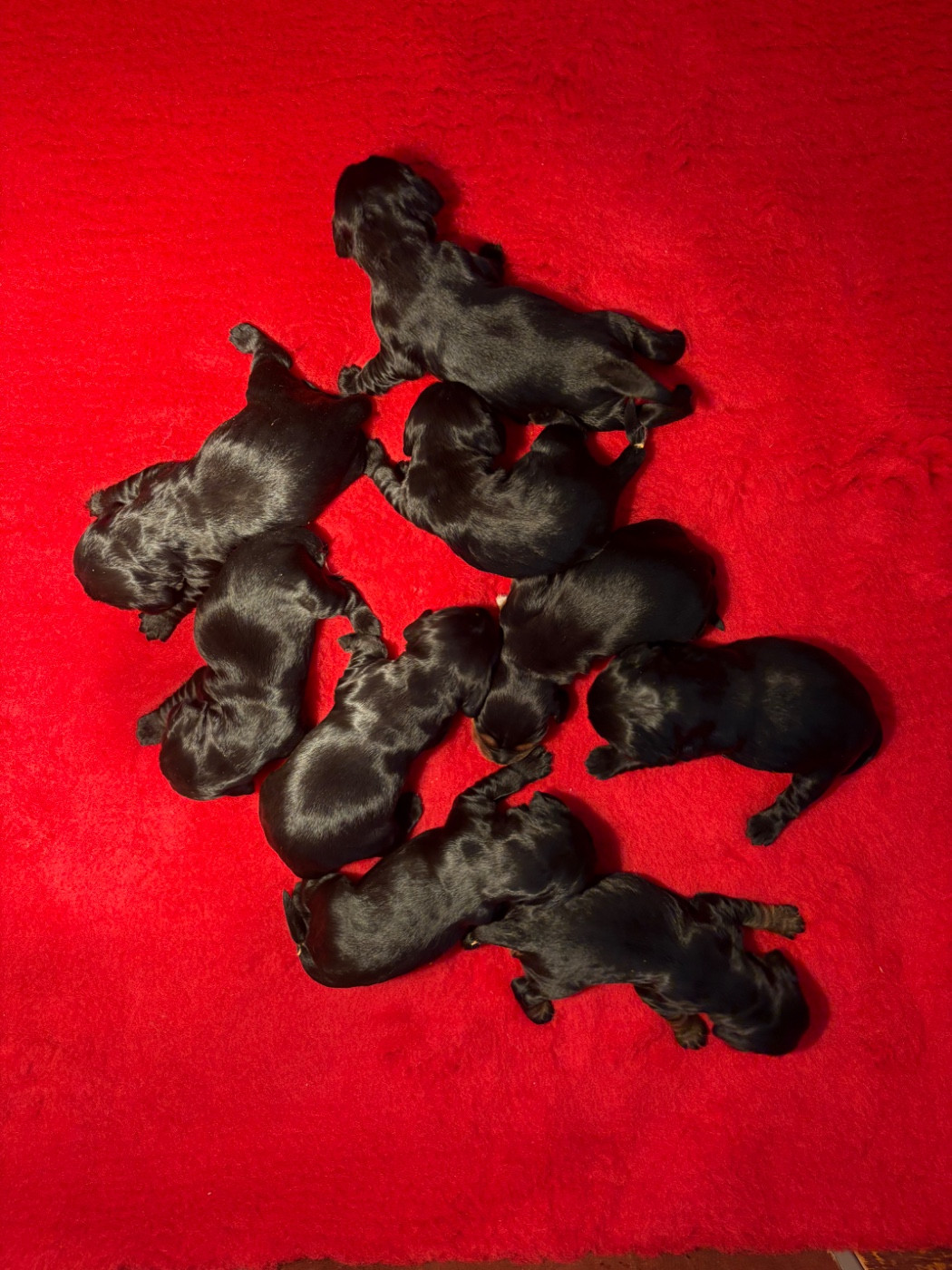 Sunset D'hell - Cocker Spaniel Anglais - Portée née le 16/03/2026