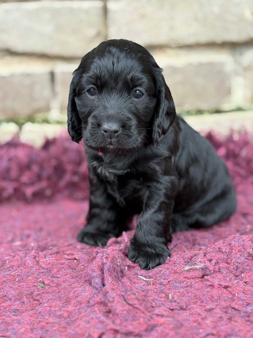 Sunset D'hell - Chiots disponibles - Cocker Spaniel Anglais