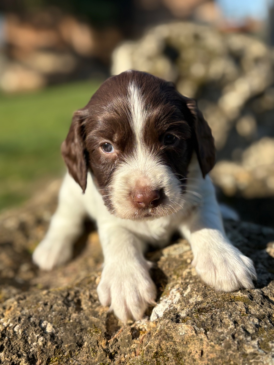 Sunset D'hell - Chiots disponibles - English Springer Spaniel