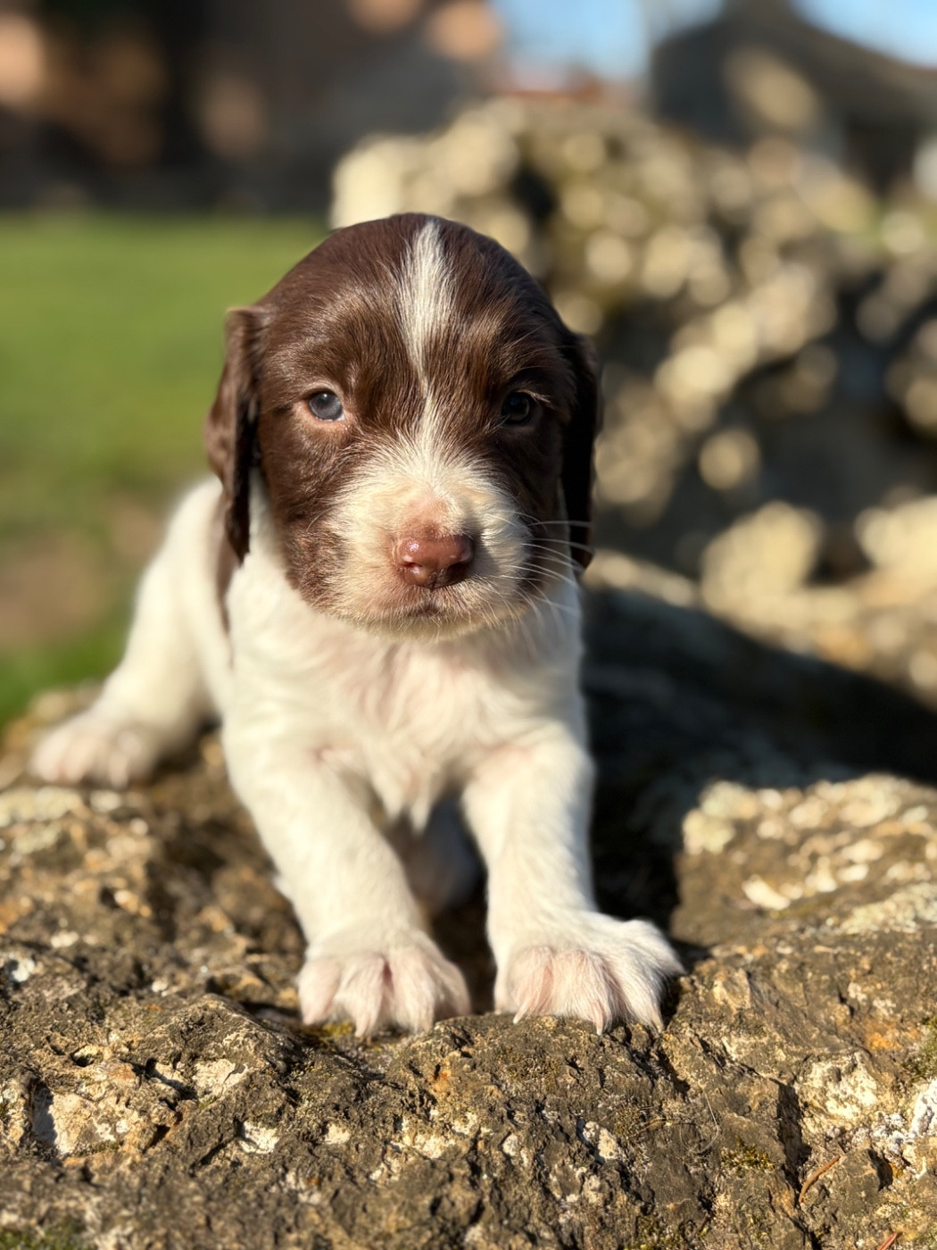 Sunset D'hell - Chiots disponibles - English Springer Spaniel