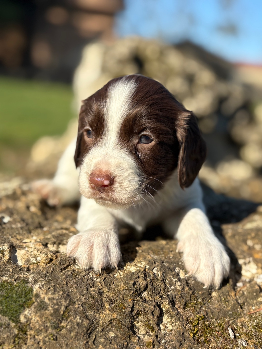 Sunset D'hell - Chiots disponibles - English Springer Spaniel