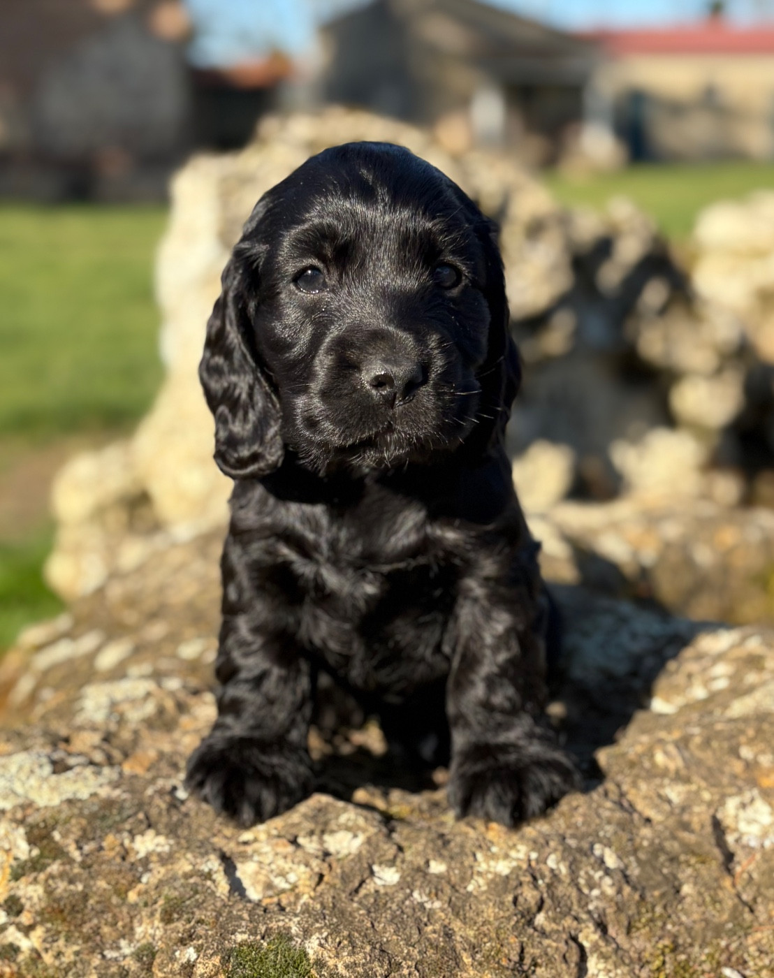 Sunset D'hell - Chiots disponibles - Cocker Spaniel Anglais