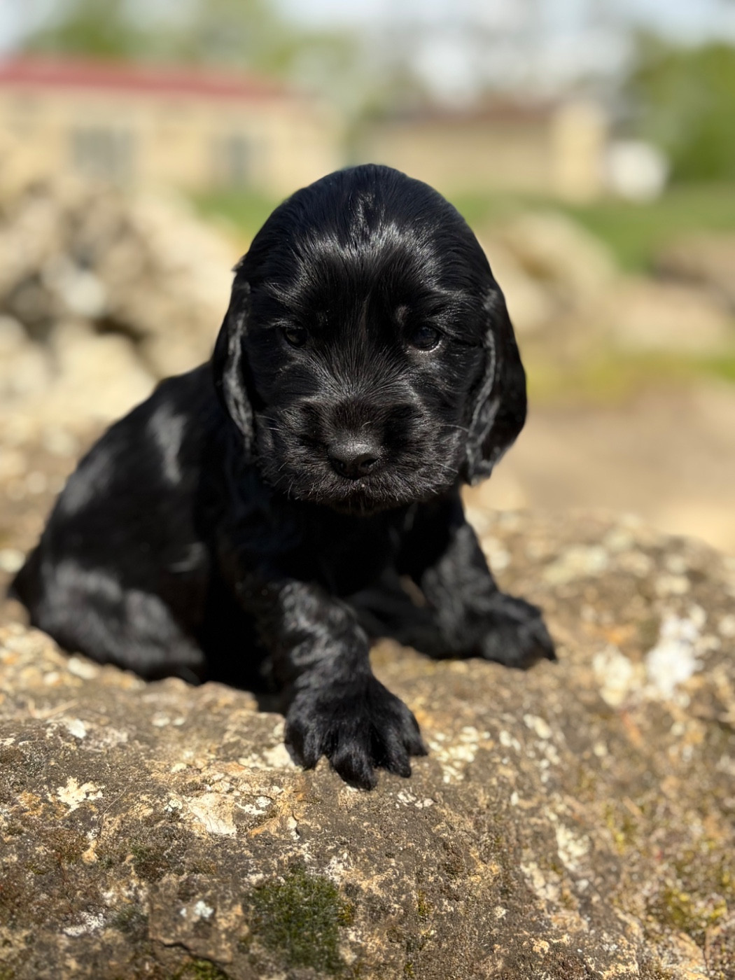 Sunset D'hell - Chiots disponibles - Cocker Spaniel Anglais
