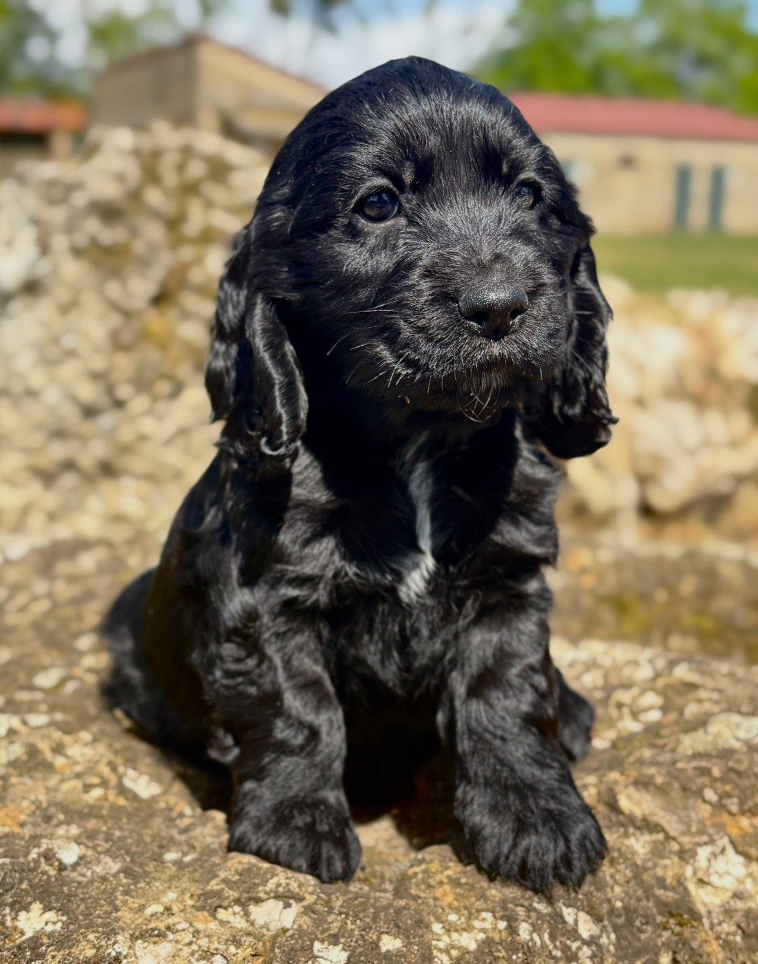 Sunset D'hell - Chiots disponibles - Cocker Spaniel Anglais