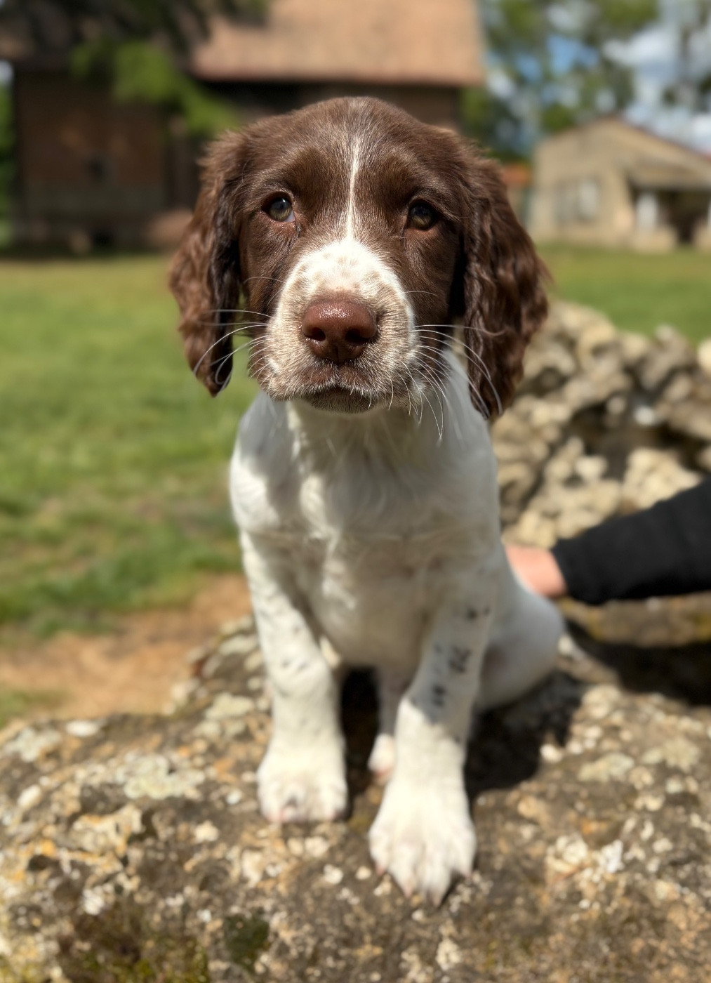 Sunset D'hell - Chiots disponibles - English Springer Spaniel
