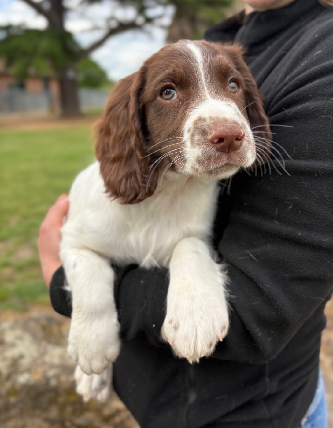 Sunset D'hell - Chiots disponibles - English Springer Spaniel