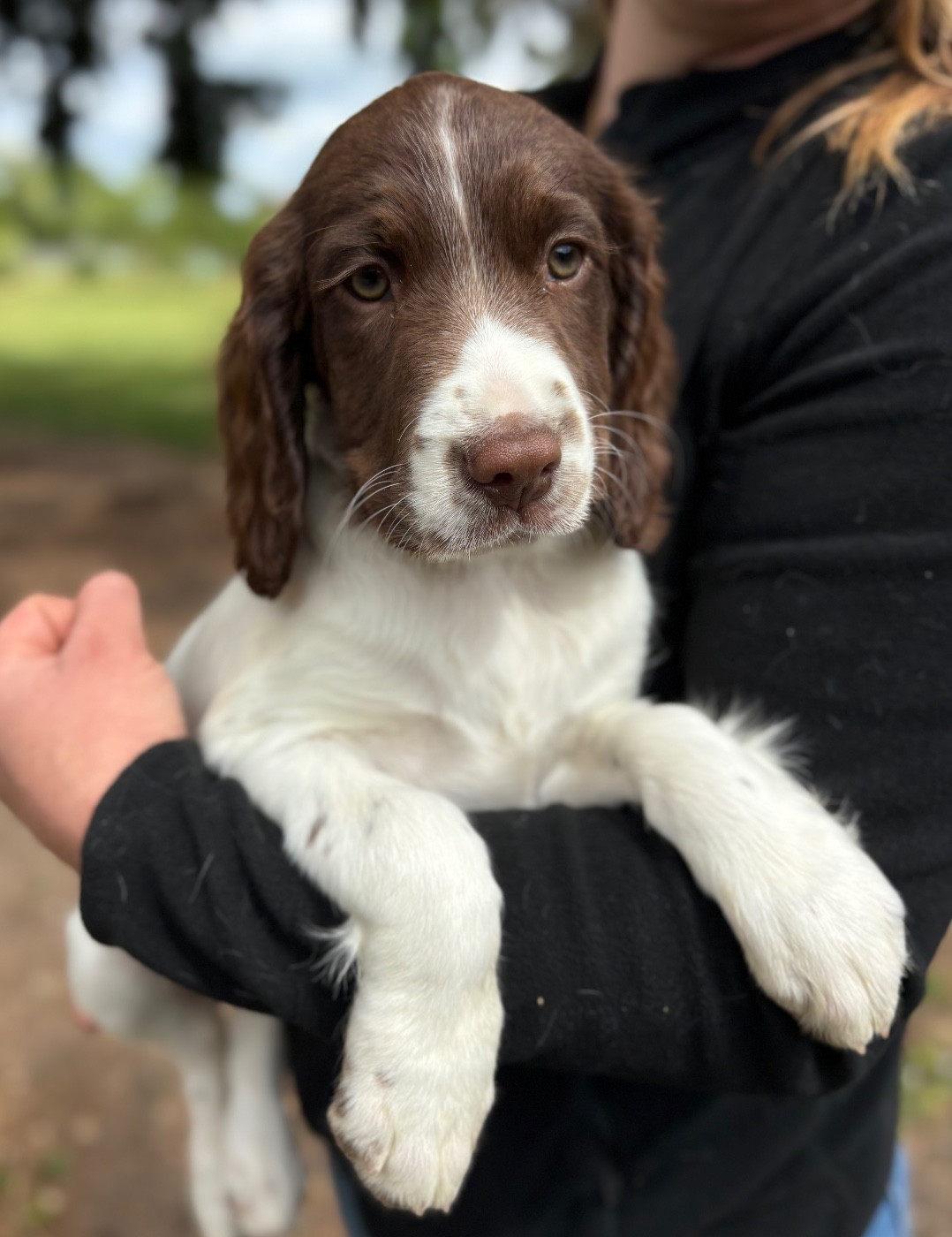 Sunset D'hell - Chiots disponibles - English Springer Spaniel