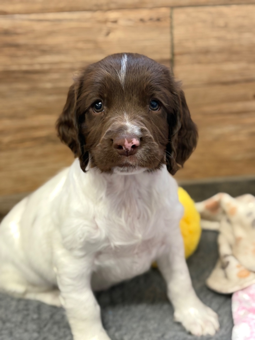 Sunset D'hell - Chiots disponibles - English Springer Spaniel